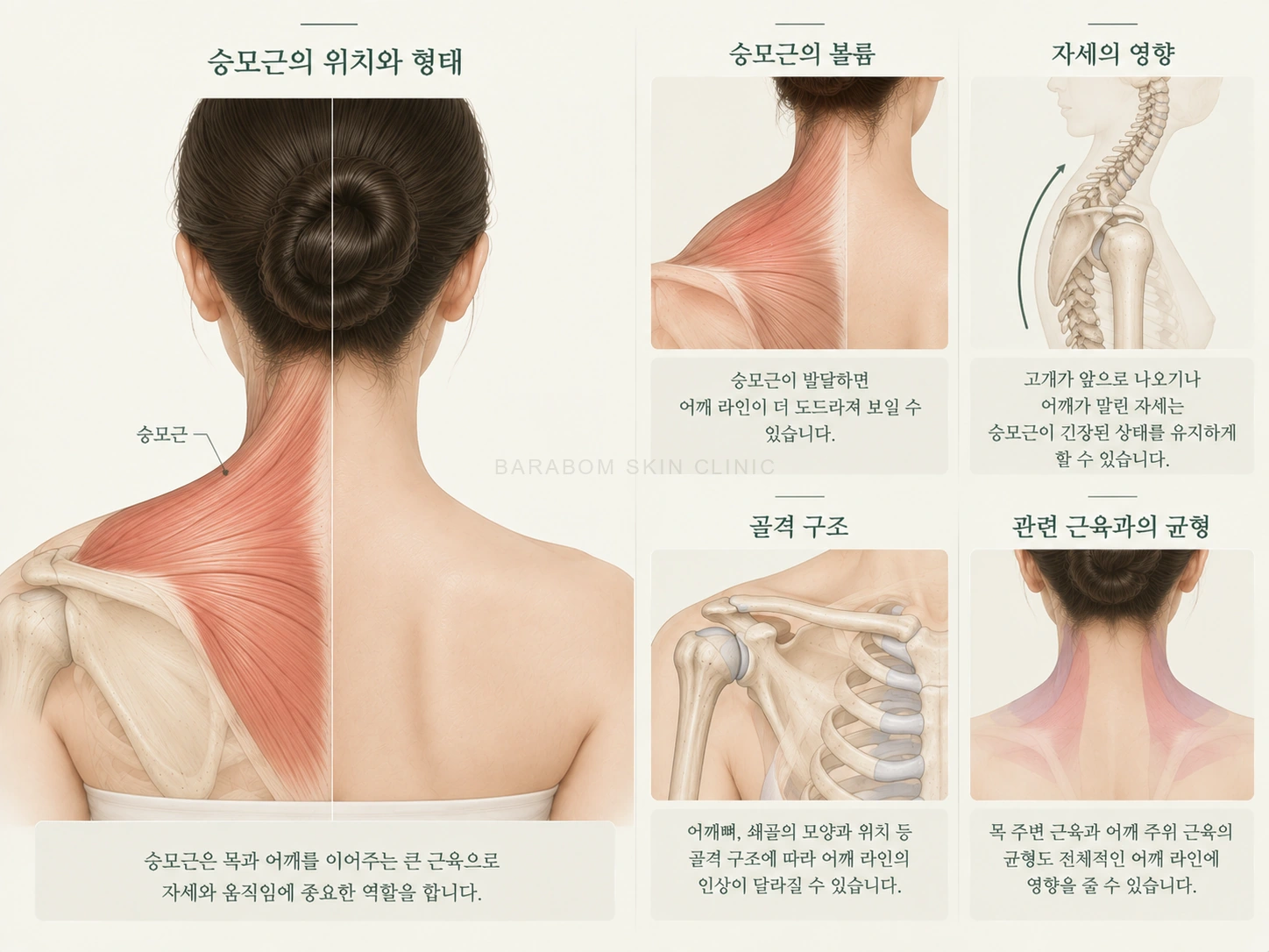 목과 어깨의 근육 및 자세를 설명한 그림